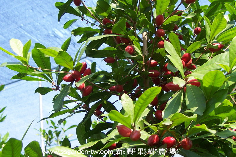 miracle fruit  tablet, seed, plant, berry  Taiwan miracle fruit
